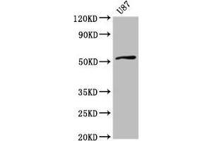 Western Blot Positive WB detected in: U87 whole cell lysate All lanes: SLC22A17 antibody at 4 μg/mL Secondary Goat polyclonal to rabbit IgG at 1/50000 dilution Predicted band size: 58, 56, 22 kDa Observed band size: 58 kDa (SLC22A17 anticorps  (AA 1-99))