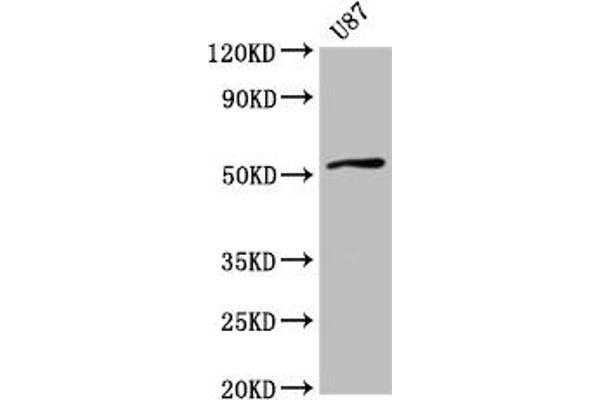 SLC22A17 antibody  (AA 1-99)