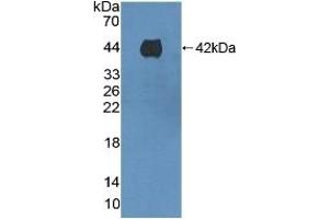Detection of Recombinant F1+2, Mouse using Polyclonal Antibody to Prothrombin Fragment 1+2 (F1+2) (Prothrombin Fragment 1+2 anticorps  (AA 44-324))