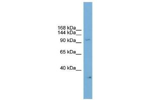 WB Suggested Anti-Npas2 Antibody Titration:  0.
