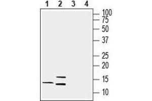 Western blot analysis of rat brain lysate (lanes 1 and 3) and mouse brain lysate (lanes 2 and 4): - 1, 2.