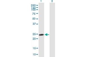 Western Blot analysis of RNF114 expression in transfected 293T cell line by RNF114 MaxPab polyclonal antibody. (RNF114 anticorps  (AA 1-228))