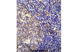 YDJC Antibody (Center) immunohistochemistry analysis in formalin fixed and paraffin embedded human tonsil tissue followed by peroxidase conjugation of the secondary antibody and DAB staining. (YdjC anticorps  (Middle Region))