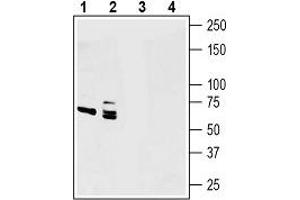 Western blot analysis of human U-87 MG glioblastoma cell line lysates (lanes 1 and 3) and human PANC-1 pancreas ductal adenocarcinoma cell line lysates (lanes 2 and 4): - 1, 2. (Netrin 1 anticorps  (Secreted))