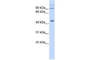 Western Blotting (WB) image for anti-Zinc Finger Protein, X-Linked (ZFX) antibody (ABIN2458029) (ZFX anticorps)