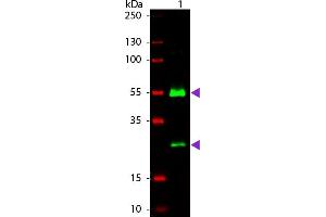 WB - Human IgG (H&L) Antibody 800 Conjugated Western Blot of Goat anti-Human IgG 800 Conjugated Secondary Antibody. (Chèvre anti-Humain IgG (Heavy & Light Chain) Anticorps (DyLight 800) - Preadsorbed)