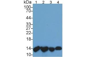 Mouse Capture antibody from the kit in WB with Positive Control: Lane1: Human Urine; Lane2: Human Leukocyte lysate; Lane3: Human A431 cell lysate; Lane4: Human Raji cell lysate. (beta-2 Microglobulin Kit ELISA)
