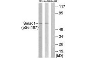 Western blot analysis of extracts from 293 cells and HepG2 cells, using Smad1 (Phospho-Ser187) Antibody. (SMAD1 anticorps  (pSer187))
