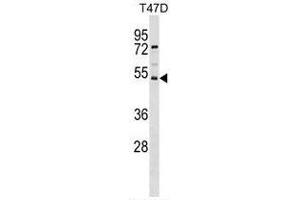 SVOPL Antibody (Center) western blot analysis in T47D cell line lysates (35 µg/lane). (SVOPL anticorps  (Middle Region))