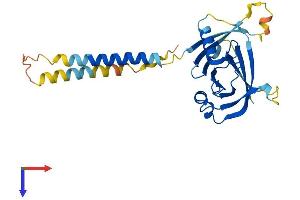 AlphaFold protein structure predicition of Human Recombinant ITM2A Protein, UniprotID O43736