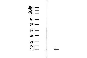 anti-Histone Cluster 2, H4a (HIST2H4A) (Lys20) antibody