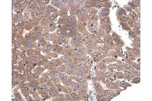 IHC-P Image CaMK1D antibody [N1C3] detects CaMK1D protein at cytoplasm and nucleus in mouse liver by immunohistochemical analysis. (CAMK1D anticorps)