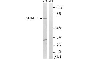 Western blot analysis of extracts from 3T3 cells, using KCND1antibody. (KCND1 anticorps  (C-Term))