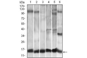 Western blot analysis using CCL2 antibody against A549 (1), HeLa (2), Raw264. (CCL2 anticorps)