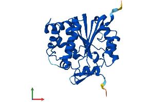 AlphaFold protein structure predicition of Mouse Recombinant Nnmt Protein, UniprotID O55239