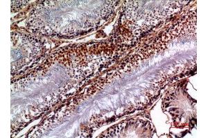 Immunohistochemistry (IHC) analysis of paraffin-embedded Rat Testis, antibody was diluted at 1:100.