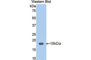 Figure. (Periostin anticorps  (Biotin))