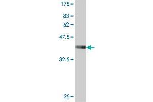 Western Blot detection against Immunogen (37.