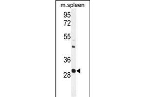 USF1 Antibody (Center) (ABIN655030 and ABIN2844661) western blot analysis in mouse spleen tissue lysates (35 μg/lane). (USF1 anticorps  (AA 174-201))