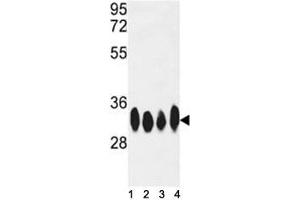 Western blot analysis of HuR antibody and HeLa, Jurkat, CEM, Ramos lysate.