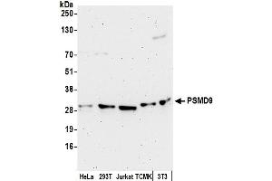 Western Blotting (WB) image for anti-Proteasome (Prosome, Macropain) 26S Subunit, Non-ATPase, 9 (PSMD9) (AA 50-100) antibody (ABIN7453170)