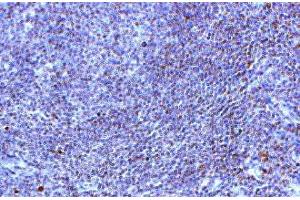 Image no. 1 for anti-Toll-Like Receptor 10 (TLR10) (AA 81-111) antibody (ABIN342786)