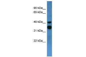 WB Suggested Anti-F2RL2 Antibody Titration: 0. (F2RL2 anticorps  (C-Term))