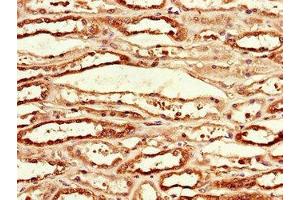 Immunohistochemistry of paraffin-embedded human kidney tissue using ABIN7156219 at dilution of 1:100 (MCL-1 anticorps  (AA 19-244))