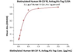 Immobilized Human M-CSF, His Tag (ABIN5674639,ABIN6253718) at 5 μg/mL (100 μL/well) can bind Biotinylated Human M-CSF R, Avitag,His Tag (ABIN5674603,ABIN6253703) with a linear range of 16-500 ng/mL (QC tested).