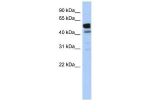 LDHD antibody used at 1 ug/ml to detect target protein.