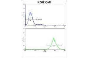 Flow cytometric analysis of K562 cells using P4HB Antibody (C-term)(bottom histogram) compared to a negative control cell (top histogram)FITC-conjugated goat-anti-rabbit secondary antibodies were used for the analysis. (P4HB anticorps  (C-Term))