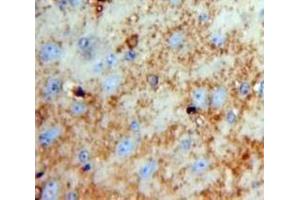 IHC-P analysis of Brain tissue, with DAB staining. (Neurotrypsin anticorps  (AA 153-399))