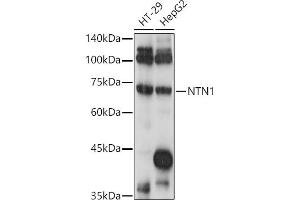 Western blot analysis of extracts of various cell lines, using NTN1 antibody (ABIN7268852) at 1:1000 dilution.