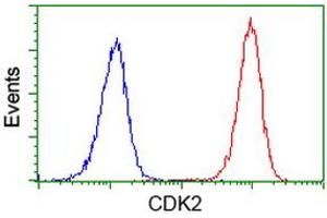 Image no. 2 for anti-Cyclin-Dependent Kinase 2 (CDK2) antibody (ABIN1497394) (CDK2 anticorps)
