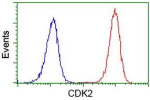 Image no. 2 for anti-Cyclin-Dependent Kinase 2 (CDK2) antibody (ABIN1497394)
