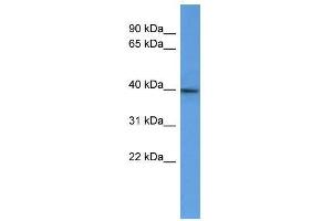 B3gat2 antibody used at 0. (B3GAT2 anticorps  (C-Term))
