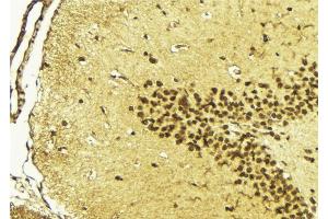 ABIN6268716 at 1/100 staining Mouse brain tissue by IHC-P. (GATA5 anticorps  (Internal Region))