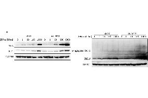 Inhibition of USP18 gene expression in Hepg2. (MX1 anticorps  (Internal Region))
