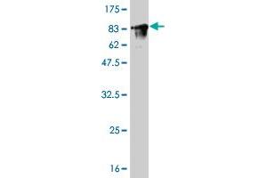 Western Blot detection against Immunogen (78.