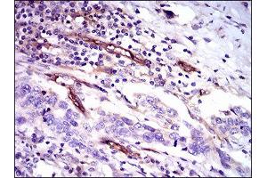 Immunohistochemistry (IHC) image for anti-CD59 (CD59) (AA 31-111) antibody (ABIN1845905) (CD59 anticorps  (AA 31-111))