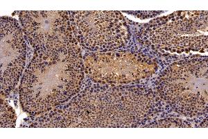Detection of CBX3 in Mouse Testis Tissue using Polyclonal Antibody to Chromobox Homolog 3 (CBX3)