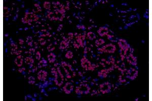 Immunofluorescence (IF) image for anti-Fused in Sarcoma (FUS) (AA 1-50) antibody (ABIN7454040)