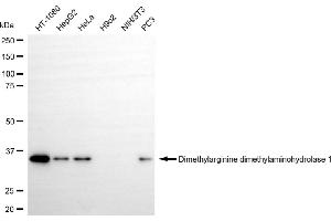 Western blotting analysis using dimethylarginine dimethylaminohydrolase 1 antibody (ABIN7798342). (Recombinant DDAH1 anticorps)
