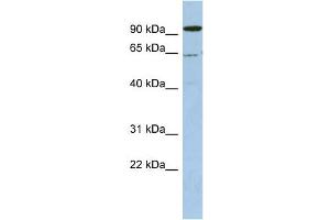 WB Suggested Anti-DDX52 Antibody Titration:  0.