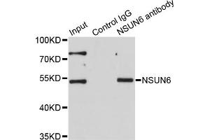 Immunoprecipitation analysis of 200ug extracts of HeLa cells using 1ug NSUN6 antibody. (NSUN6 anticorps)