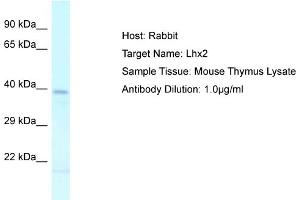 Host: Rabbit Target Name: LHX2 Sample Tissue: Mouse Thymus Antibody Dilution: 1ug/ml (LHX2 anticorps  (C-Term))