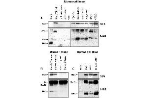 Western Blotting (WB) image for anti-BCL2-Like 11 (Apoptosis Facilitator) (BCL2L11) antibody (ABIN187549) (BIM anticorps)