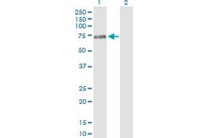 Western Blot analysis of PTPN5 expression in transfected 293T cell line by PTPN5 MaxPab polyclonal antibody.
