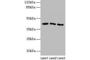 Western blot All lanes: ANGPTL7 antibody at 2 μg/mL Lane 1: MCF-7 whole cell lysate Lane 2: Colo320 whole cell lysate Lane 3: HepG2 whole cell lysate Secondary Goat polyclonal to rabbit IgG at 1/10000 dilution Predicted band size: 41 kDa Observed band size: 41 kDa