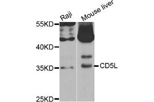 Western blot analysis of extracts of various cell lines, using CD5L antibody (ABIN5973664) at 1/1000 dilution. (CD5L anticorps)